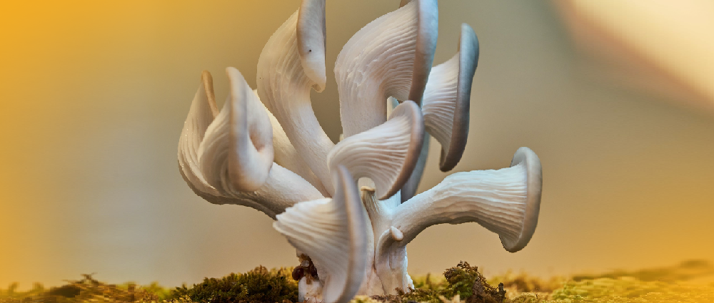 Oyster Mushroom