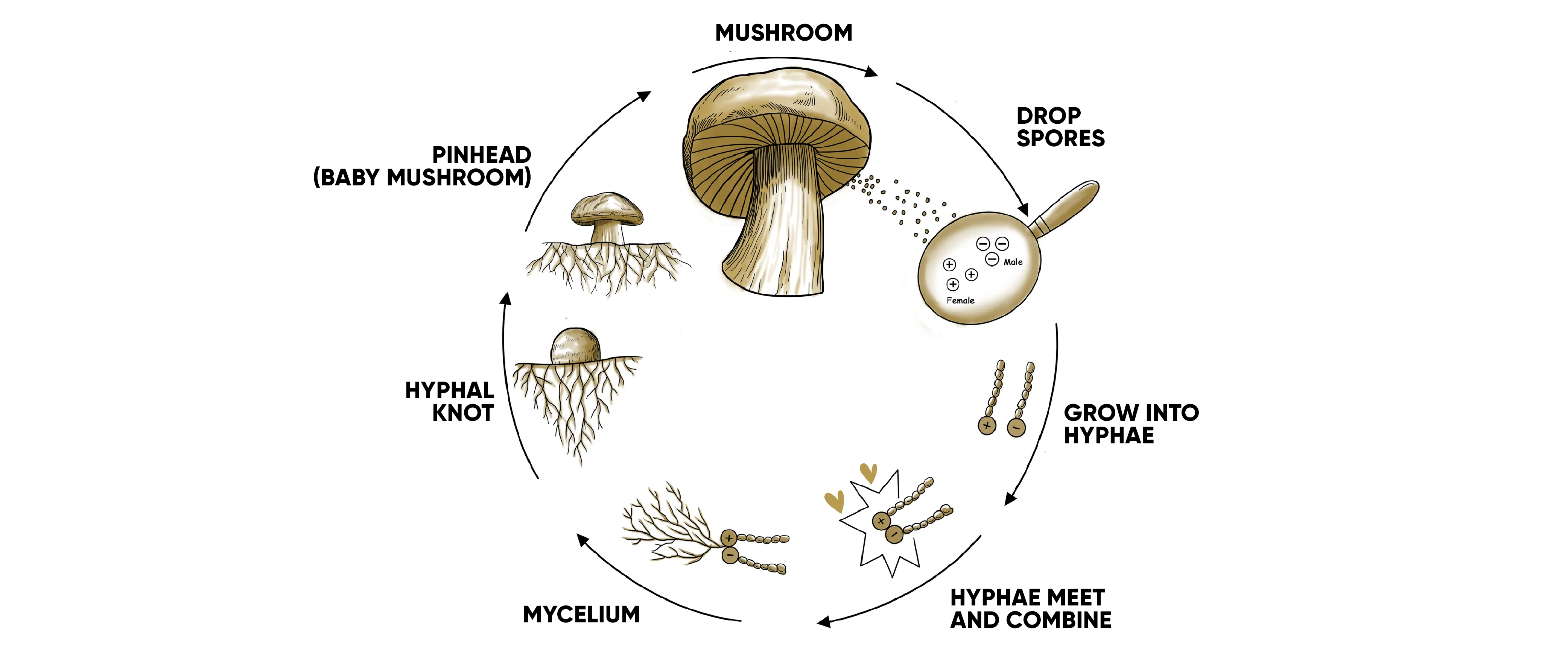 Mushroom Lifecycle 1