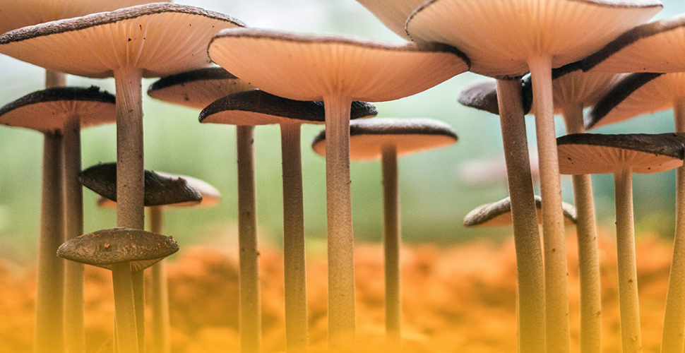 Mushroom cultivation in Pakistan