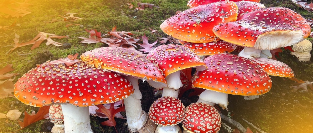 Fly Agaric Mushroom