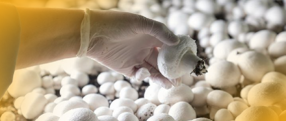 Harvesting Mushroom